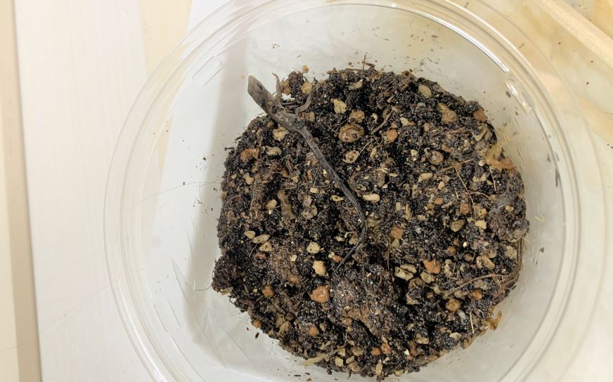 孵化したばかりの赤ちゃんカナヘビ