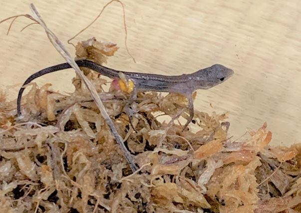 ヨークサックをつけたまま赤ちゃんカナヘビ