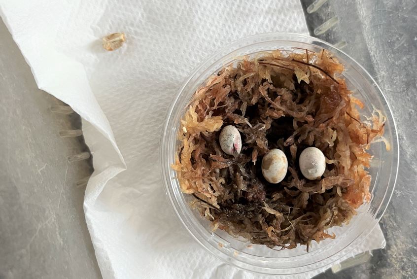 孵化する寸前の卵