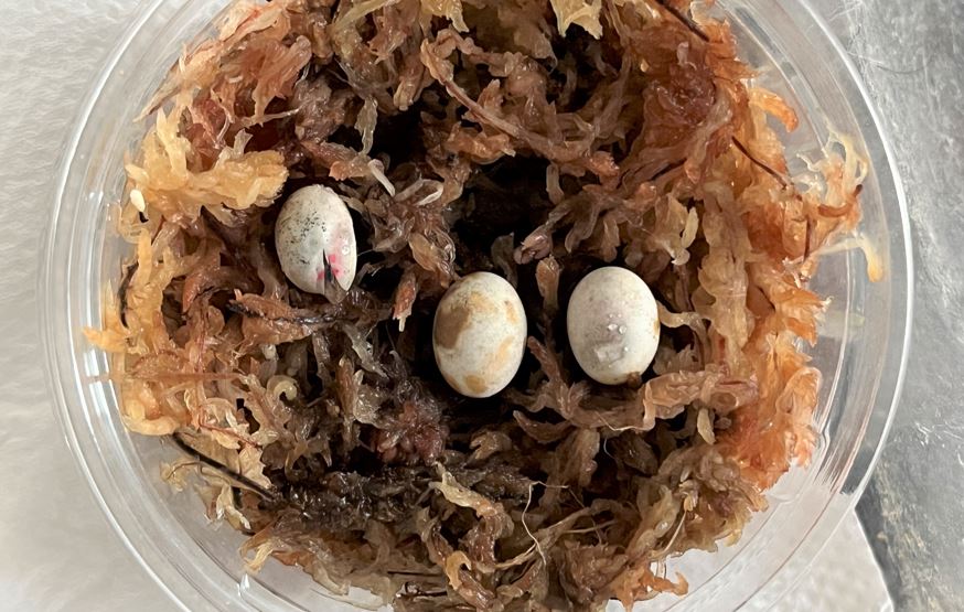 カナヘビの卵に水滴があらわれる