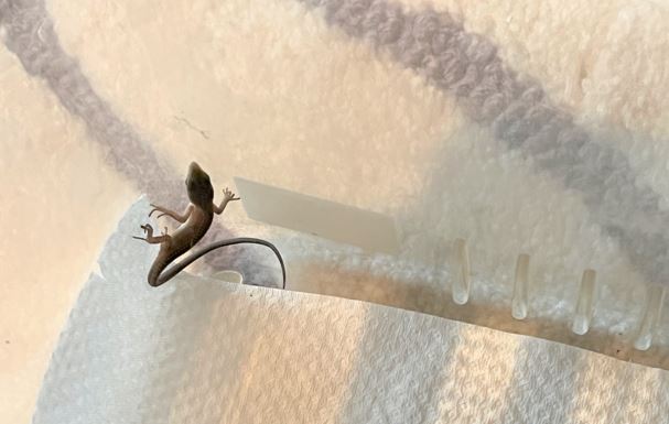 孵化したばかりのカナヘビの赤ちゃん