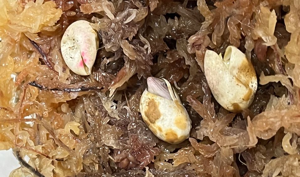 カナヘビの卵の亀裂から顔を出すあかちゃんカナヘビ