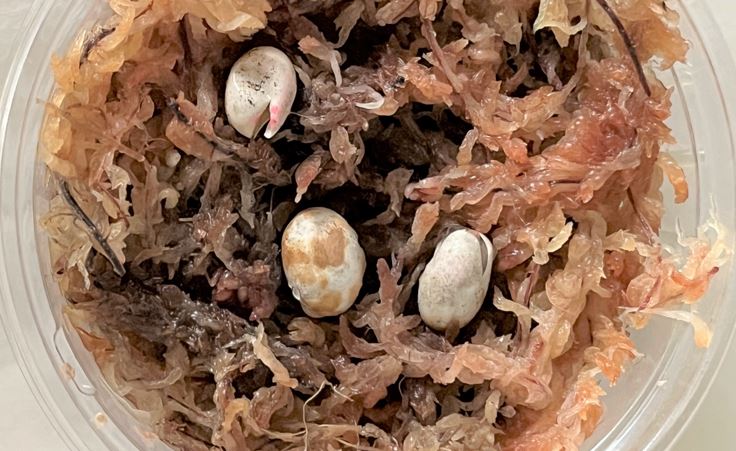 カナヘビの卵に亀裂が入り孵化間近