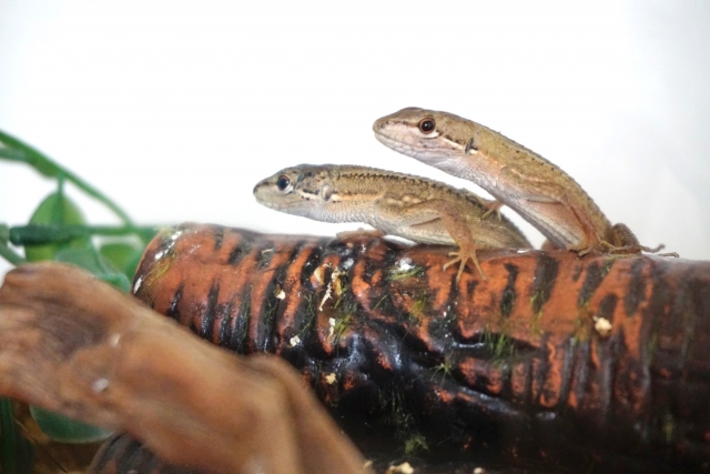 カナヘビ多頭飼い