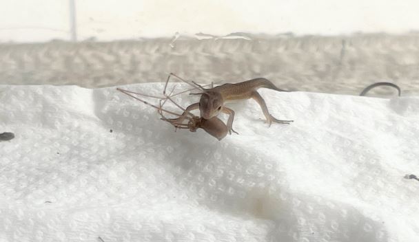 かなへびの赤ちゃんが蜘蛛を食べる