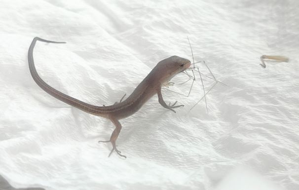 かなへびの赤ちゃんが蜘蛛を食べる