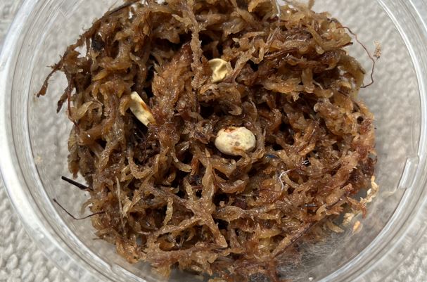 無精卵のカナヘビの卵産卵から38日後