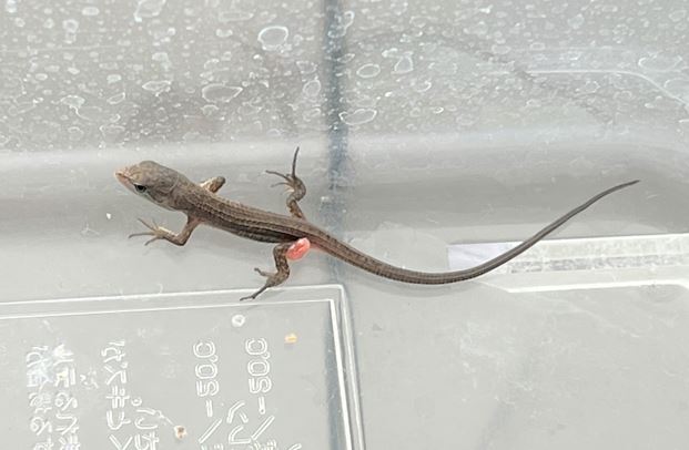 カナヘビの赤ちゃんのヨークサック