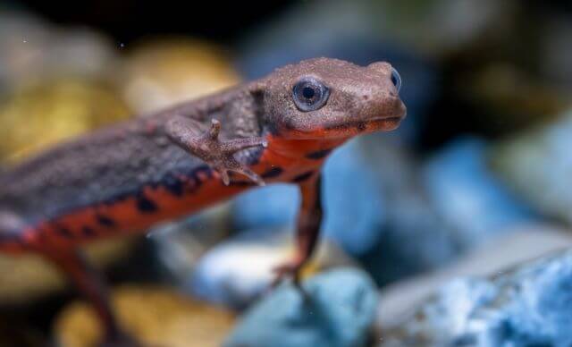 アカハライモリの飼育は本当に難しい？