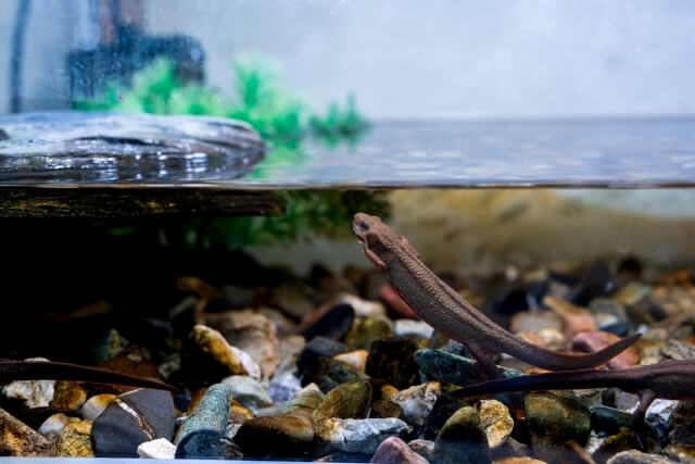 アカハライモリの隠れ家や岩場